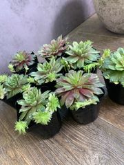 センペルビウム　バニラシフォン　観葉植物　植物　多肉　多肉植物