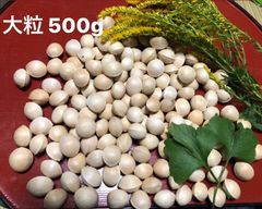 銀杏　ぎんなん　福岡県産　大粒５００g