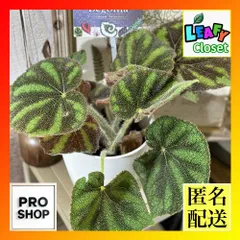 専用品　ベゴニア　フートエンシス　メルカリ便　抜き苗 専用品 ベゴニア フートエンシス メルカリ便 抜き苗 - メルカリ