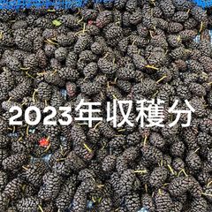 【お得！期間限定！】2023年収穫分桑の実大粒1kg　3,950円→3,000円【24%off】