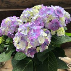 ポットごと ラブリーデイ♡てまり咲きアジサイ♡ガーデニング♡紫陽花