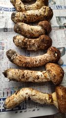 国産 松茸 9月20日収穫分 - メルカリ