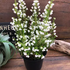 ポットごと　スズランエリカ♡鈴蘭エリカ♡真っ白の花♡観葉植物♡ガーデニング