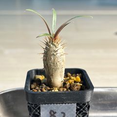 塊根植物の土Gold10㍑培養土　パキポディウム・アデニウム等　グラキリス 塊根植物の土Gold10㍑培養土 パキポディウム・アデニウム等