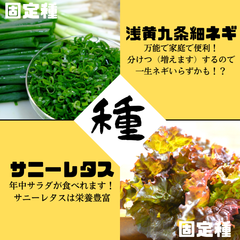 №2【野菜の種】家庭で便利！　サニーレタス浅黄九条細ネギ　固定種　種子セット