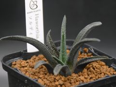 『BP』ハオルチア ソルディダ