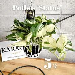 ［現品］【希少】50番　ポトス　ステータス　7号　フェンス仕立て　観葉植物　レア 在庫］【希少】ポトス ステータス 7号 フェンス仕立て 観葉植物