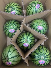 小玉スイカうりぼう4玉入り‼️甘くて美味しい！北海道東北各県沖縄発送不可 すいか 小玉スイカ うり坊 秀品 4玉 6.8kg (1玉1.7kg) 西瓜 長崎