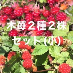 ⭐️木苺苗2種類2株セット⭐️小　苗代苺&草苺抜き苗　木いちごの苗木　ラズベリー