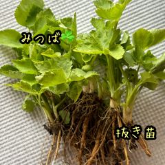 明日葉抜き苗【B】 サトキキ様専用明日葉の抜き苗 - メルカリ