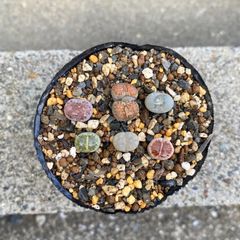 多肉植物 リトープス ミニミニ 6苗セット