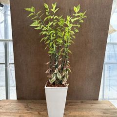 ペディランサス 大銀竜 　現品　ダイギンリュウ Pedilanthus tithymaloides トウダイグサ科 ペディランサス属 大銀龍 ティティマロイデス ジグザグプランツ  リボンカクタス  観葉植物 観葉 植物 インテリア