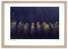 アートフォト 絵画 光る白樺の紅葉 高橋真澄/インテリア 額入り 額装込 風景画 油絵 ポスター アート アートパネル リビング 玄関 プレゼント モダン アートフレーム 飾る Mサイズ おしゃれ 壁掛け 絵