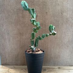 柱サボテン　竜神木　ブランチ仕立て④　現品　Myrtillocactus geometrizans  サボテン科　セレウス属　観葉植物 観葉 植物  多肉植物 多肉 カクタス サボテン インテリア プレゼント ミニ 小さい おうち時間