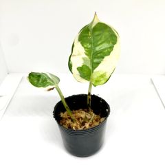 《新芽展開中》 フィロデンドロン フォレストオブホワイト 中間カット 抜き苗