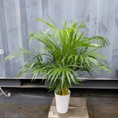 2025年最新】スーパーアレカヤシの人気アイテム - メルカリ