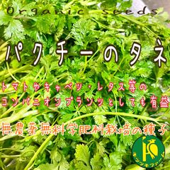 パクチー（コリアンダー）のタネ　3ml  コンパニオンプランツとしても有益　無農薬・無化学肥料栽培のタネ