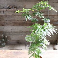 希少♡斑入り♡エバーフレッシュ♡ネムの木♡観葉植物♡インテリア