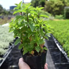 まゆさん様専用ページ