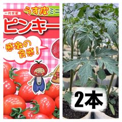 ミニトマト苗‼️ピンキー2本‼️