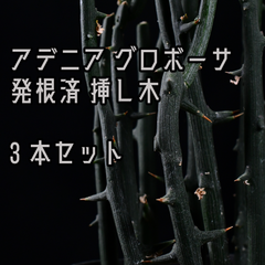 発根済 アデニア グロボーサ 挿し木 3本セット アデニアグロボーサ