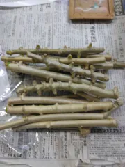 20本、超極太＝メルカリ初！◆食味最高峰ゴールデン種、キャッサバ。芽出し、根出し 20本、超極太＝メルカリ初！◇食味最高峰ゴールデン種