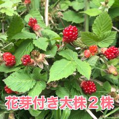 ⭐️花芽付き木苺苗(大)2株⭐️ 2株1300円→850円 抜き苗大株　草苺 クサイチゴ くさいちご　野いちご