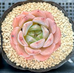 ストロベリーシェイク　エケベリア　韓国苗　多肉植物