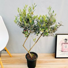 ［現品］32番　創樹　オリーブ　ピクアル　7号　観葉植物　屋外　souju 珍しい　かわいい　おしゃれ　人気　庭