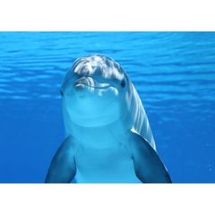 絵画風 壁紙ポスター (はがせるシール式) イルカ スマイル ドルフィン ポスター 海 キャラクロ DLP-001A2 (A2版 594mm×420mm) ＜日本製＞ ウォールステッカー お風呂ポスター