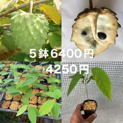 【レッドアテス】　赤釈迦頭　6年生苗　バンレイシ科（２５ｃｍロングポットで発送） 激レア！！甘くとろける！沖縄産シャカトウ （レッドアテス