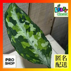 アグラオネマ ピクタム トリカラーワイド(広葉フォーム)  2.5号透明ポット(個体おまかせ1鉢)　トリコロールワイド 観葉植物 インテリアグリーン 室内園芸 おしゃれ 可愛い かわいい(506171)のサムネイル