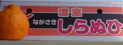 長崎市県産  完熟 温室不知火 秀品 12玉 甘くて美味しい♪