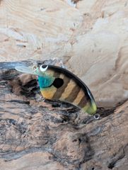 ハンドメイド　フラットサイドクランク　バルサ材