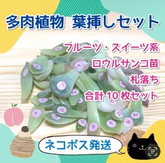 2025年最新】毒りんご 多肉の人気アイテム - メルカリ 2025年最新】毒りんご 多肉の人気アイテム - メルカリ