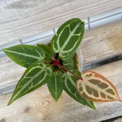 2025年最新】anthurium zaraの人気アイテム - メルカリ 2025年最新】anthurium zaraの人気アイテム - メルカリ