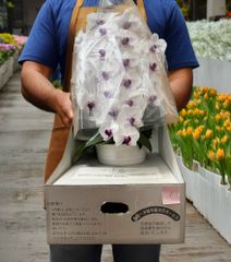 【訳ありB品】胡蝶蘭　＜赤目＞モナリザ・ファレノ　39輪　※定価23,000のサムネイル
