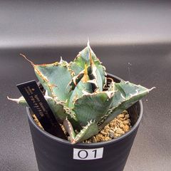 アガベ チタノタ SAD 南アフリカダイヤモンド 中株 ※鉢のまま発送