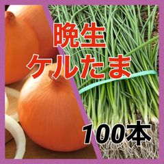 晩生種玉ねぎ苗‼️ケル玉100本‼️締まりが良く長期保存可能‼️