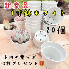 新商品 ！一寸鉢ホワイト 20個　送料込（普通郵便） どんな多肉が育つかな？栽培用多肉の葉っぱ２枚プレゼント