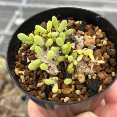 Tylecodon sinus-alexandra syn. schaeferanu チレコドン　群卵　グンラン