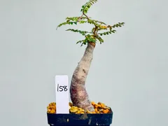 2025年最新】パキプス パワータンクの人気アイテム - メルカリ