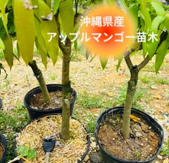 【送料無料】　貴重！！沖縄県産　アップルマンゴー苗木 アーウィン種 3〜4年生　1本 6号ポット苗　観葉植物 観葉 苗木 苗