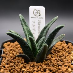 BANRI PLANTS - メルカリShops