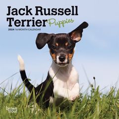 【輸入版】2024年 子犬のジャック・ラッセル・テリア ミニ カレンダー / ブラウントラウト  (Jack Russell Terrier)