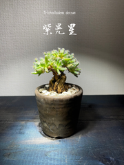 作家鉢　横山雄一　紫晃星　トリコディアデマ　デンサム