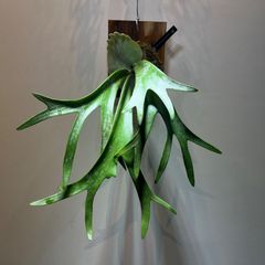 ビカクシダ　ウィリンキー　バリ　ワイルド株