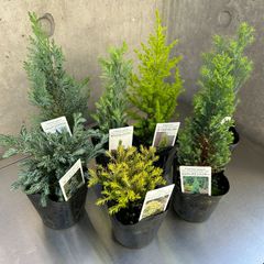 コニファー　6 種類　セット