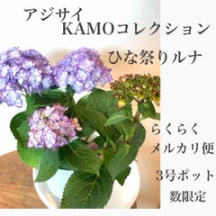 母の日アジサイ　紫陽花　KAMOコレクション　ひな祭りルナ　ブルー　★ポット発送　★らくらくメルカリ便　★数限定！