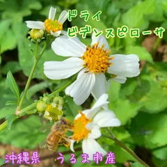 ビデンスピローサのサムネイル